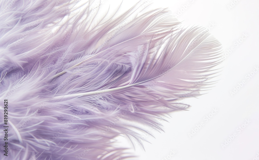 Obraz premium Purple feather on white background