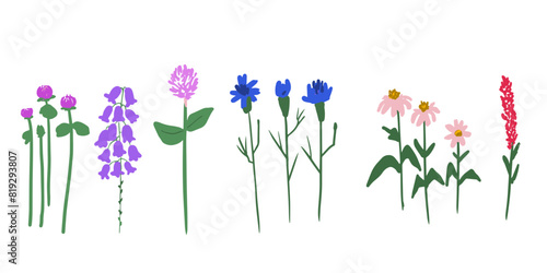 Set of herbal meadow flowers isolated, folk style decor