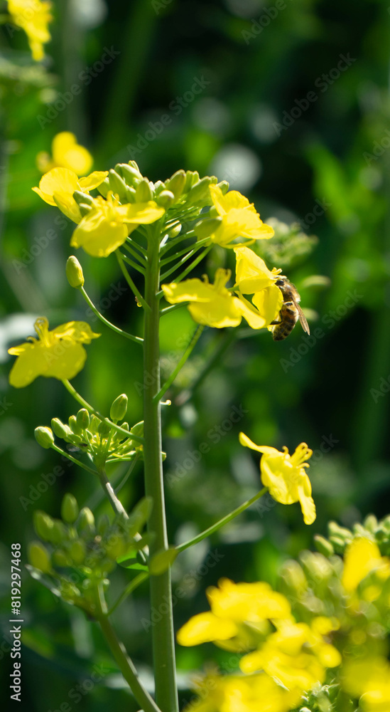 Obraz premium abeja en flor