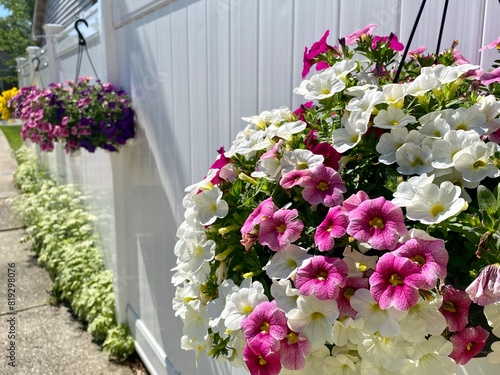 Row of hanging petunia baskets blooming on white fence in summer
