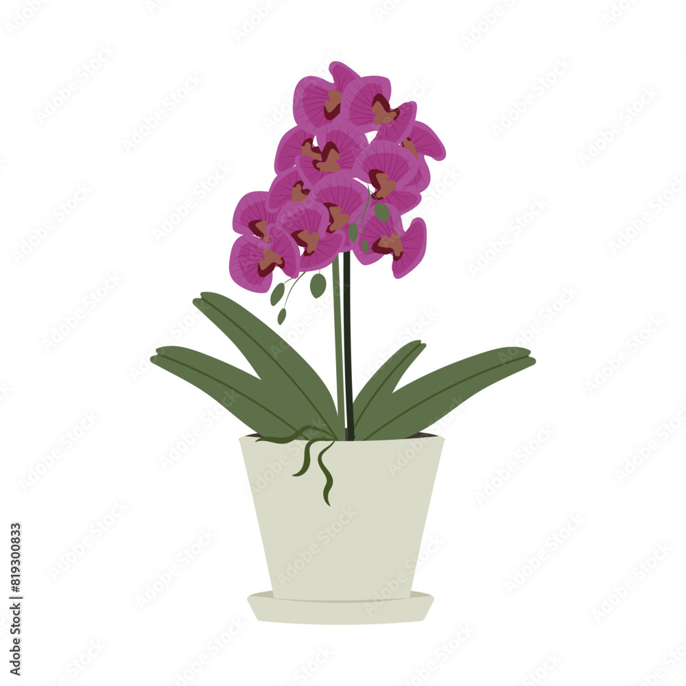 pink orchid in a white flower pot