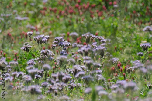Wildflowers bathed in soft sunlight