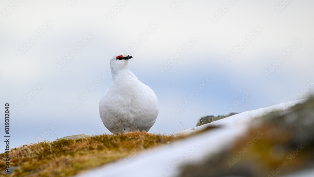 Portrait of male, white Svalbard Rock Ptarmigan (Lagopus muta hyperborea) in spring Portrait of male, white Svalbard Rock Ptarmigan (Lagopus muta hyperborea) in spring