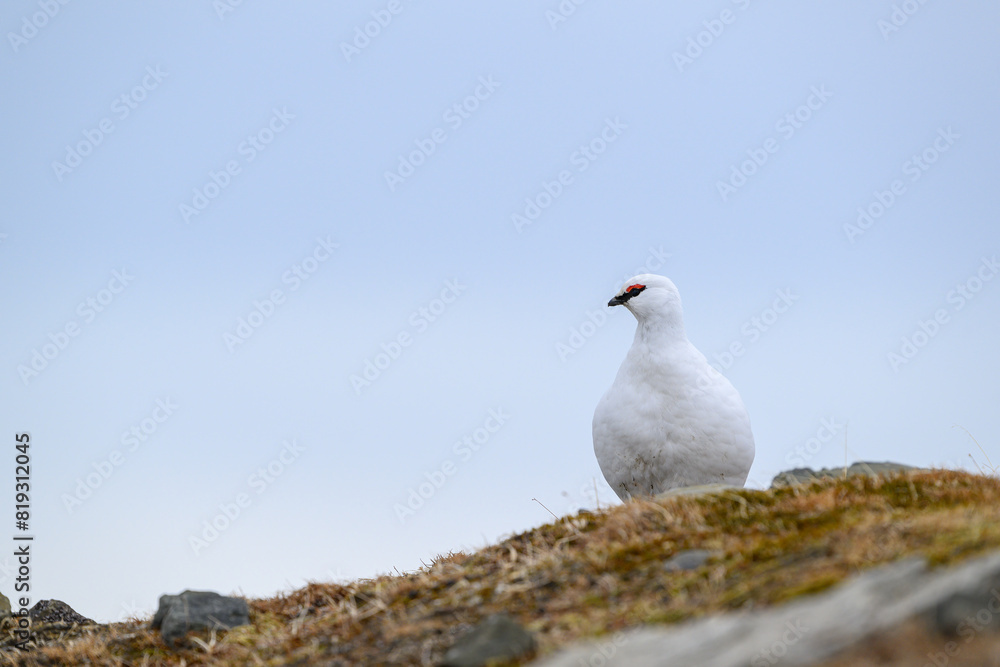 Portrait of male, white Svalbard Rock Ptarmigan (Lagopus muta hyperborea) in spring Portrait of male, white Svalbard Rock Ptarmigan (Lagopus muta hyperborea) in spring