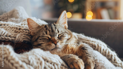 Sleeping cat in a cozy blanket. A fluffy cat is peacefully sleeping in a soft, knitted blanket on a couch, with warm, ambient lighting creating a cozy atmosphere.. photo