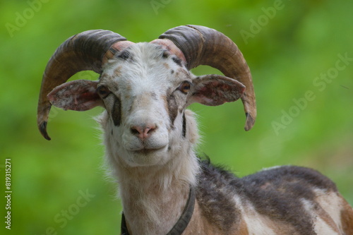 Funny close-up horned goat portrait. Isolated on green blurred background.