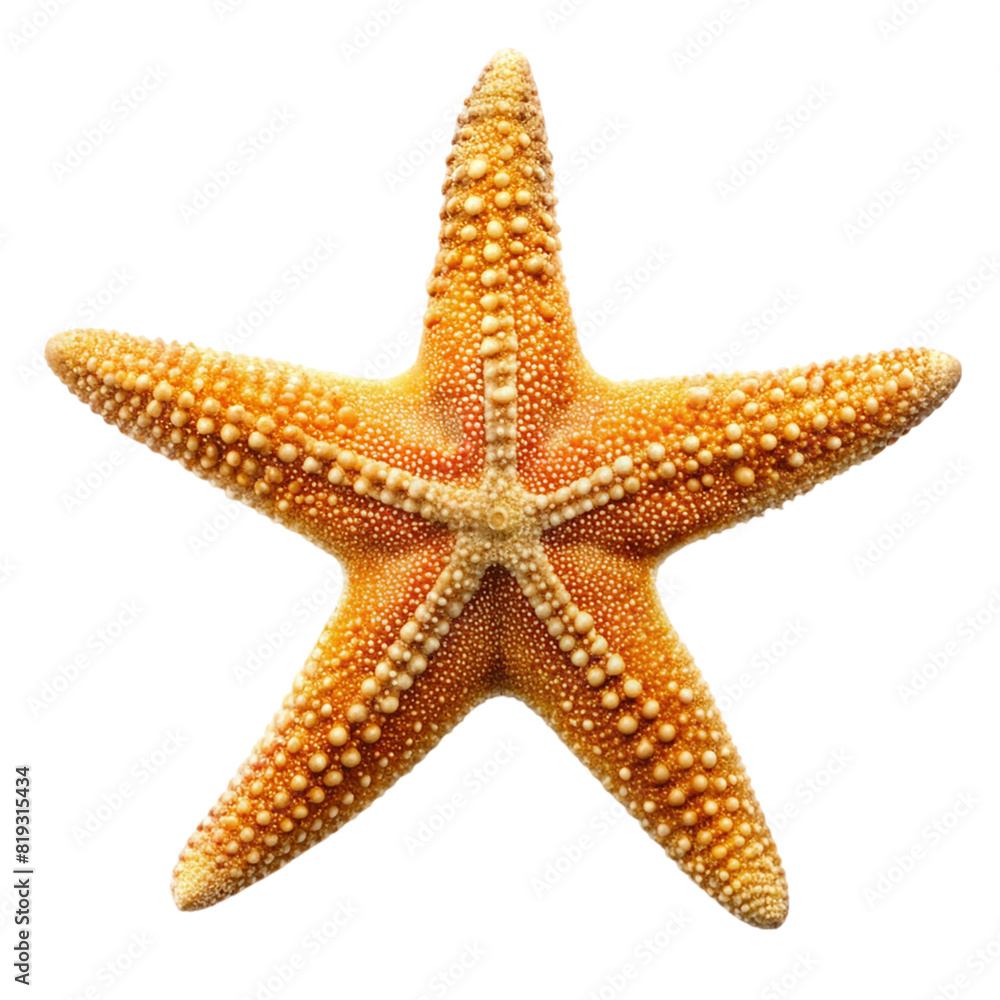 Sea creatures concept with a starfish Isolated on transparent background Sea creatures concept with a starfish Isolated on transparent background