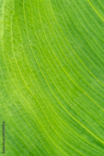 Leaves Tropical forest trees texture background wallpaper. Green leaf veins textures for backgrounds and wallpaper. Texture background. Abstract background. Macro photography. Close up