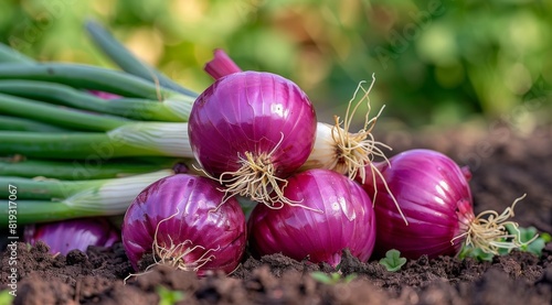 Red Onions Growing in a Garden