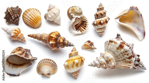 Several sea shells on a white background