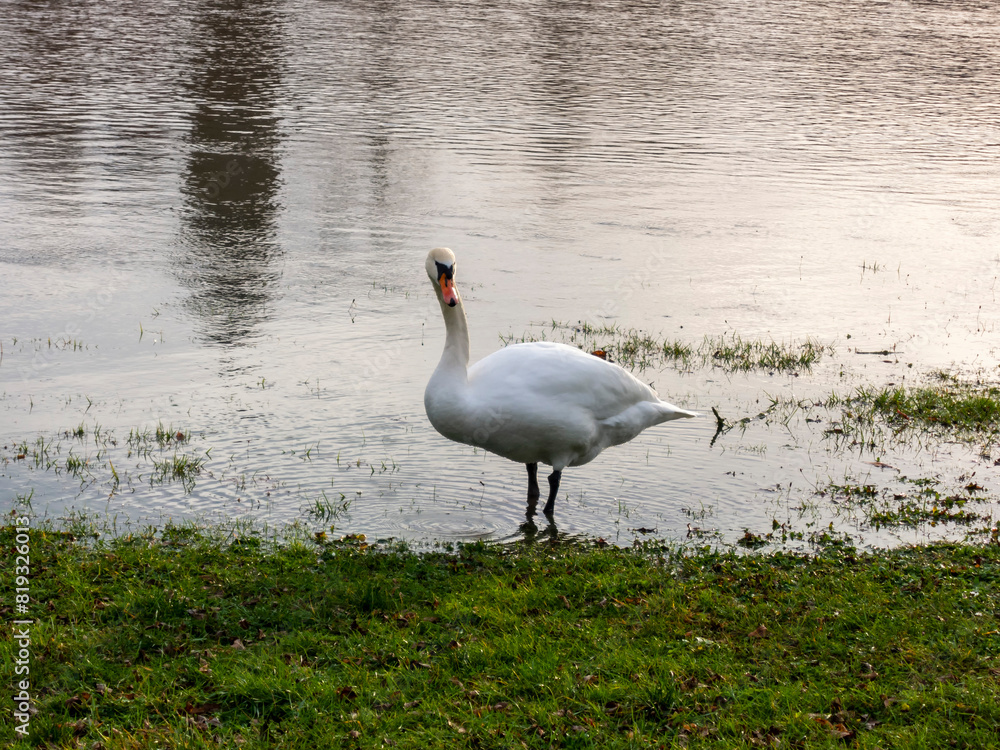 Obraz premium A swan stands by the lawn
