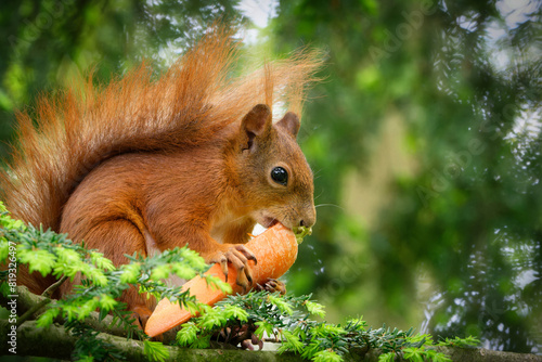 Squirrel on a branch enjoys nibbling on a captured carrot photo