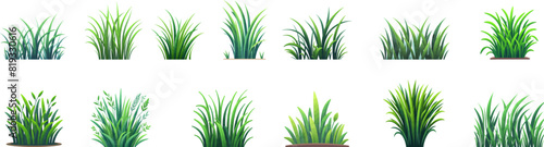 Green grass vector elements. Bunch of spring grass with flowers. Realistic meadow . Green field. Spring botanical elements . Tufts of gardens plants .Lawn grass. Spikelet photo