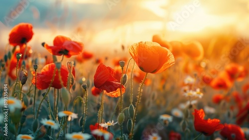 Field of vibrant red poppies and white daisies bathed in golden sunlight