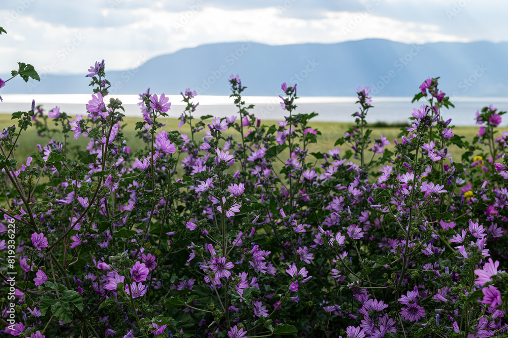 Fototapeta premium Purple flowers of wild plant Malva silvestris. Common Mallow (Malva sylvestris), blooming lilac flowers with green leaves.