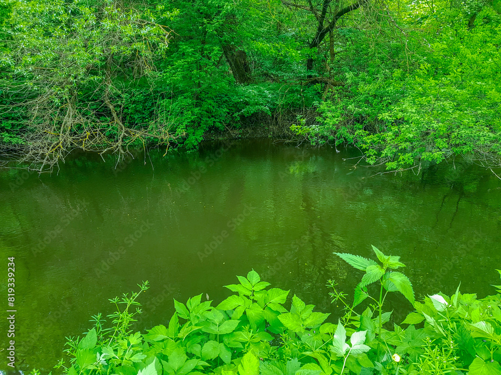 lake in the forest lake in the forest
