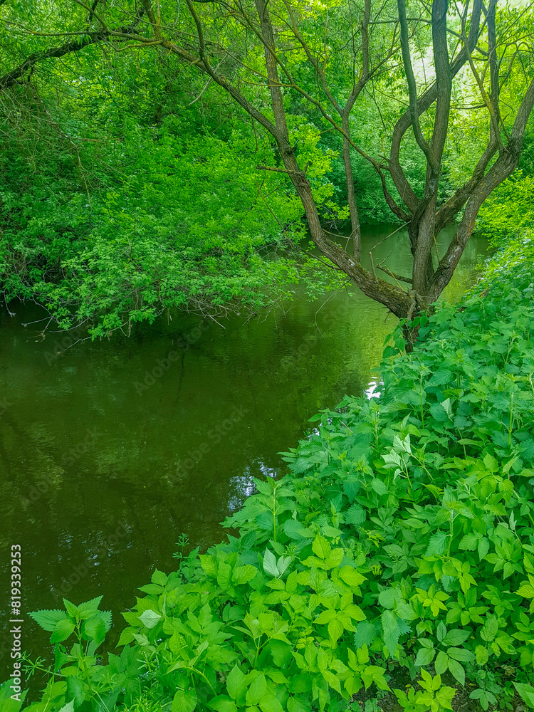 Obraz premium lake in the forest