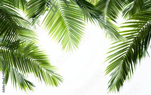 Lush green palm leaves against a bright white background.