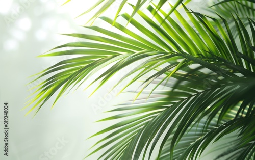 Lush green palm leaves arching elegantly against a bright background. © Tui
