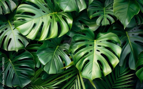 Lush green tropical leaves, featuring large Monstera and palm fronds.