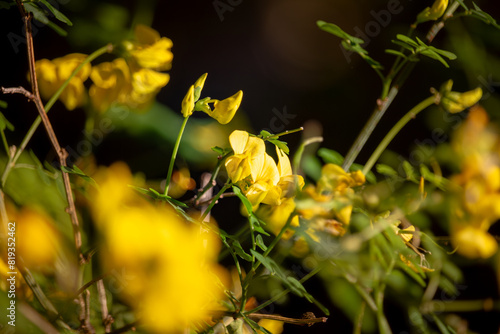 Sunlit Yellow Flowers in Full Bloom