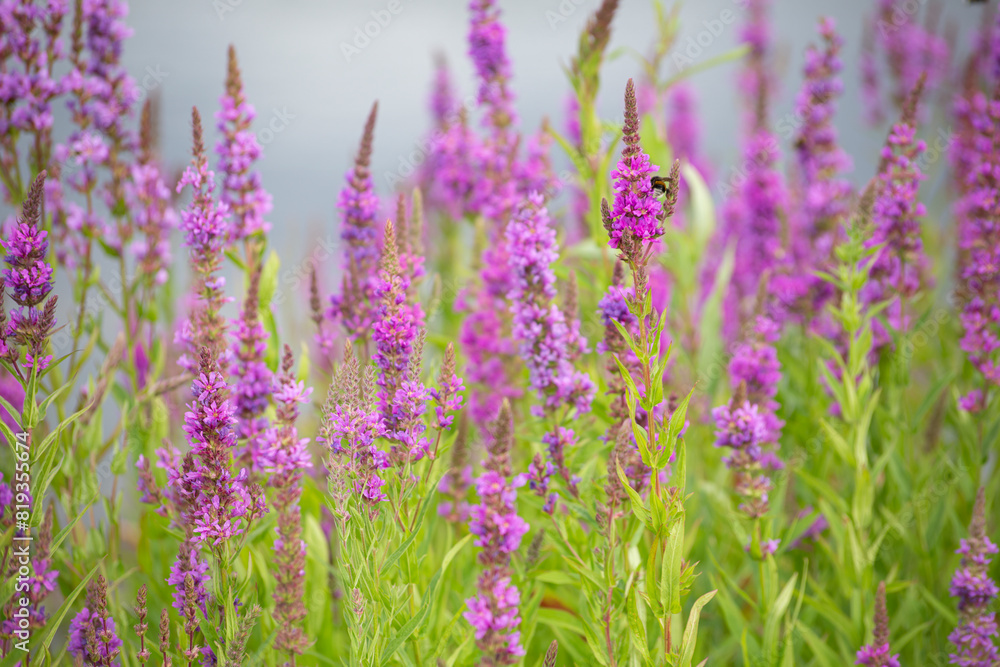 Fototapeta premium Wild flowers lilac veronica group