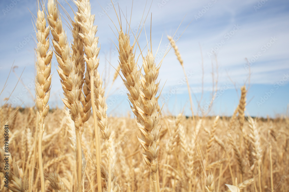 Fototapeta premium ripe ears of wheat large field