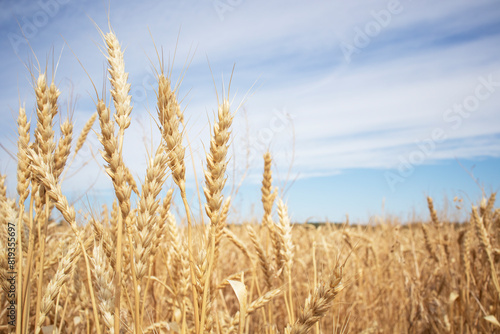 ripe ears of wheat large field