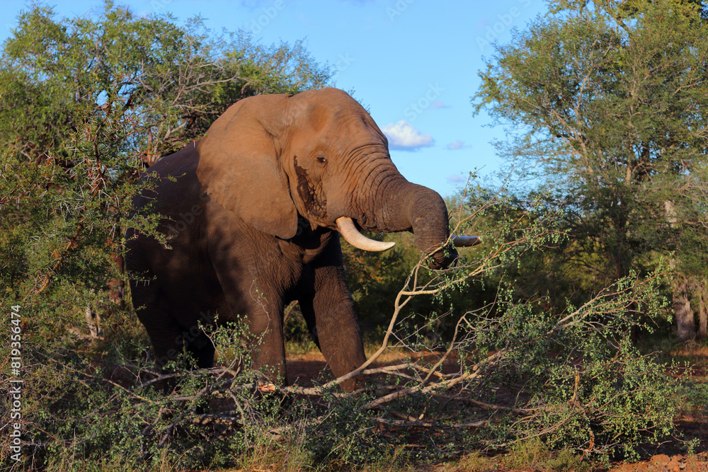 Fototapeta premium Afrikanischer Elefant / African elephant / Loxodonta africana
