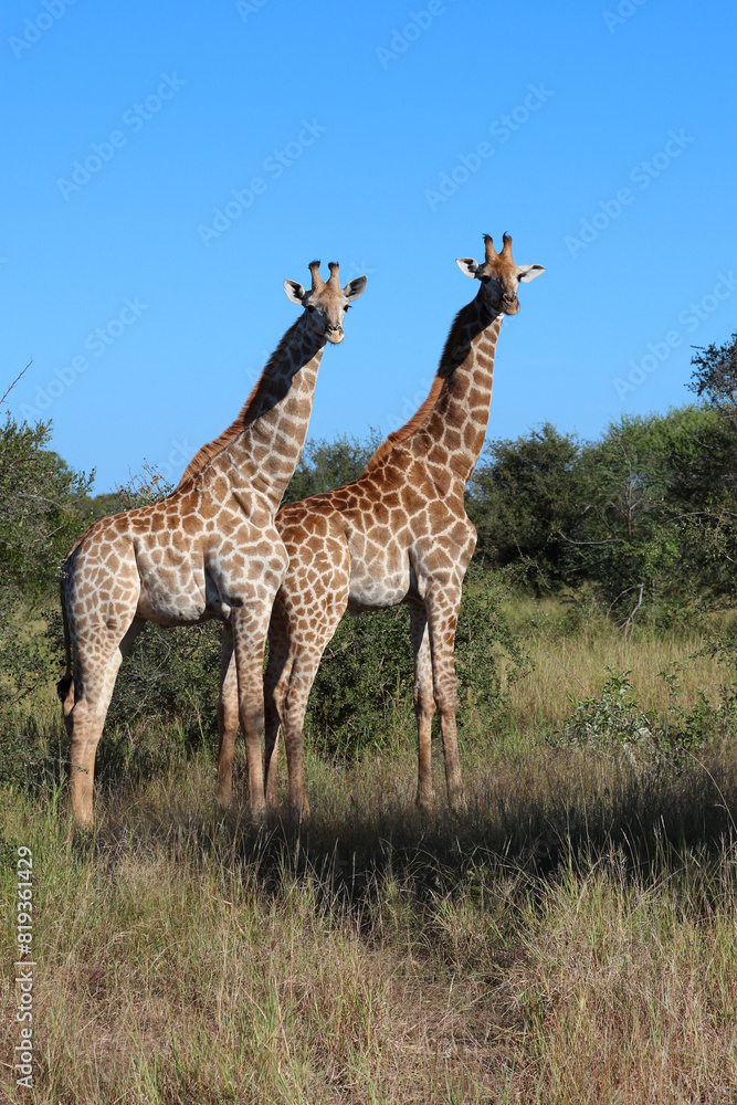 Obraz premium Giraffe / Giraffe / Giraffa camelopardalis