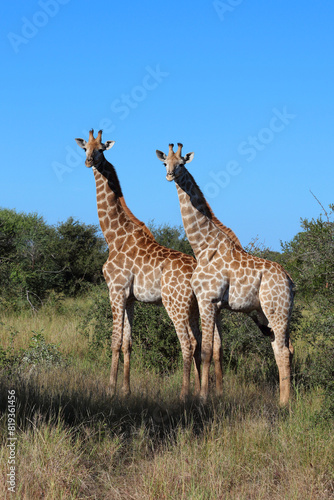 Giraffe   Giraffe   Giraffa camelopardalis