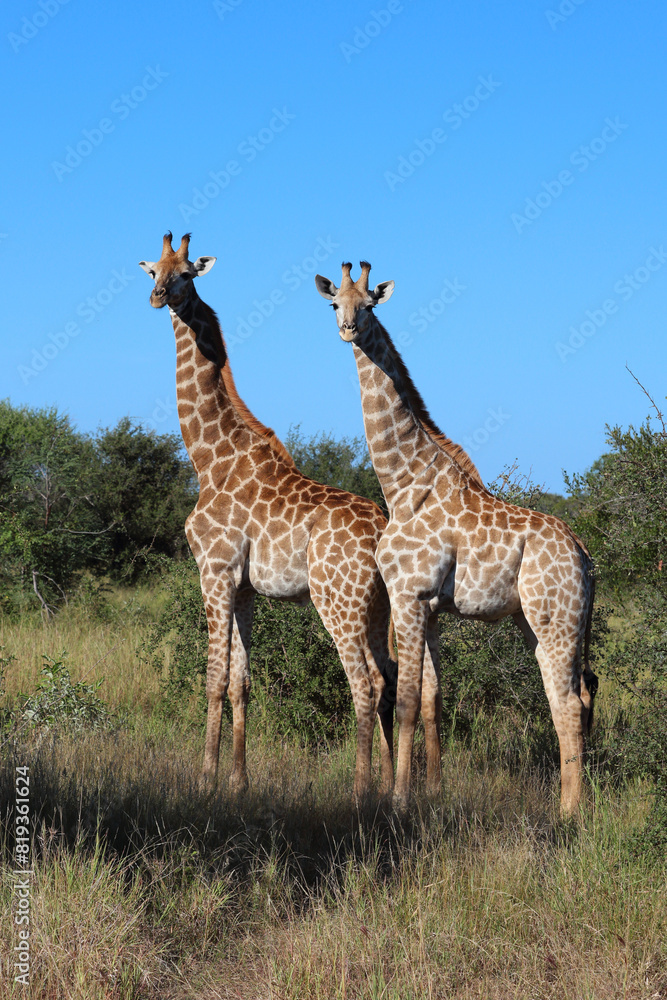 Giraffe / Giraffe / Giraffa camelopardalis Giraffe / Giraffe / Giraffa camelopardalis