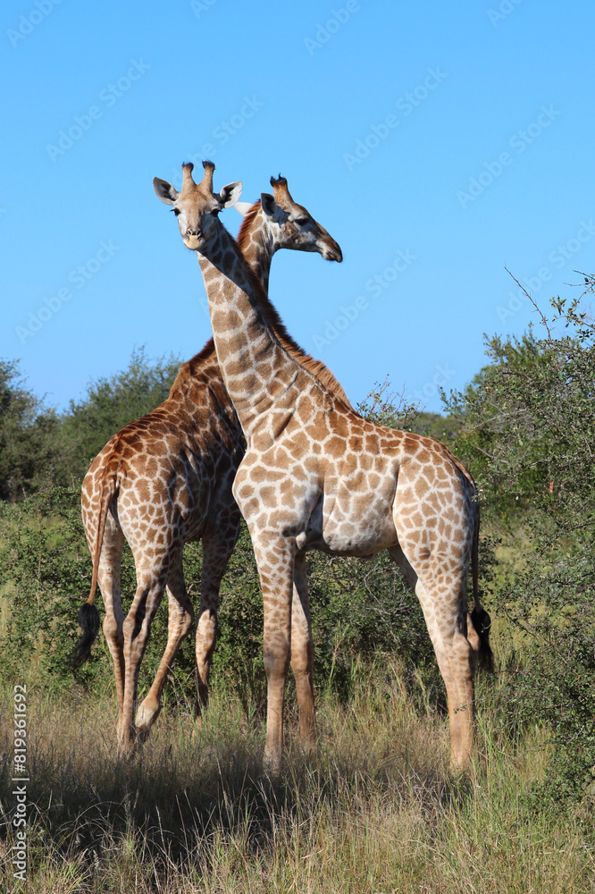 Giraffe / Giraffe / Giraffa camelopardalis Giraffe / Giraffe / Giraffa camelopardalis