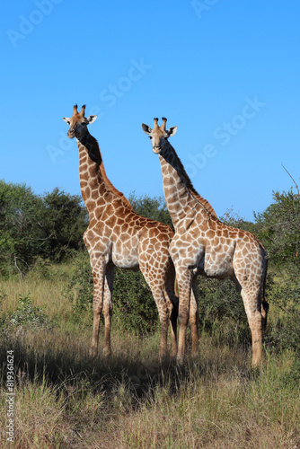 Giraffe   Giraffe   Giraffa camelopardalis