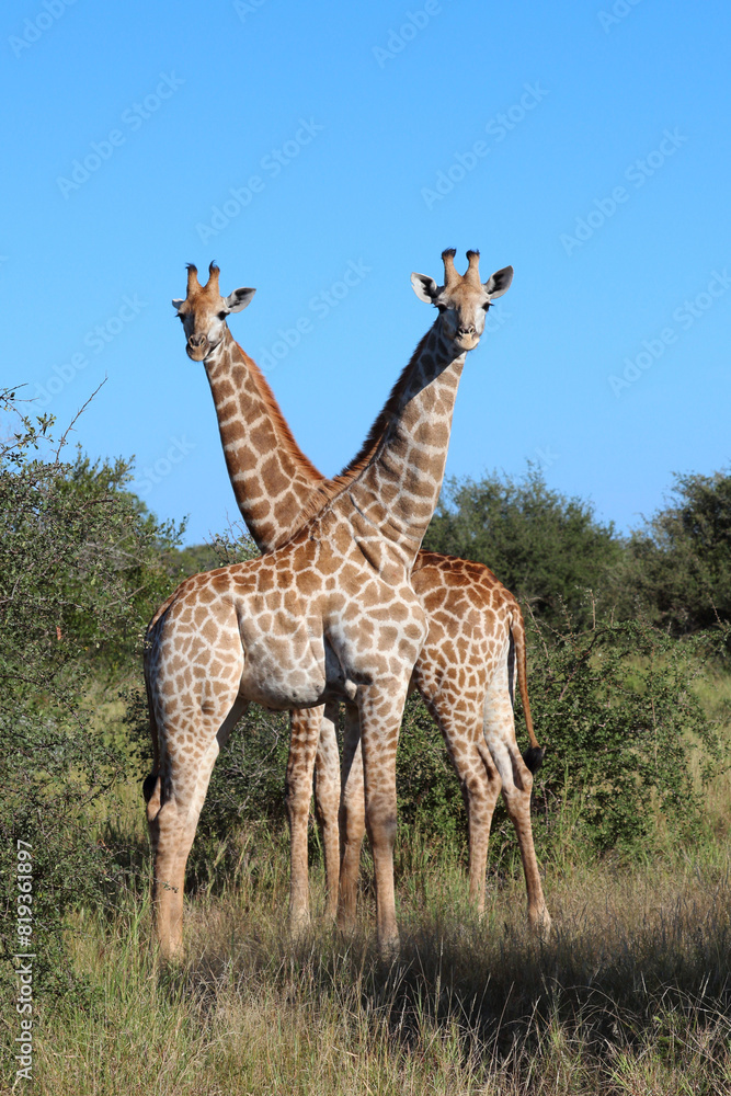 Fototapeta premium Giraffe / Giraffe / Giraffa camelopardalis
