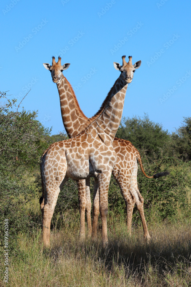 Obraz premium Giraffe / Giraffe / Giraffa camelopardalis