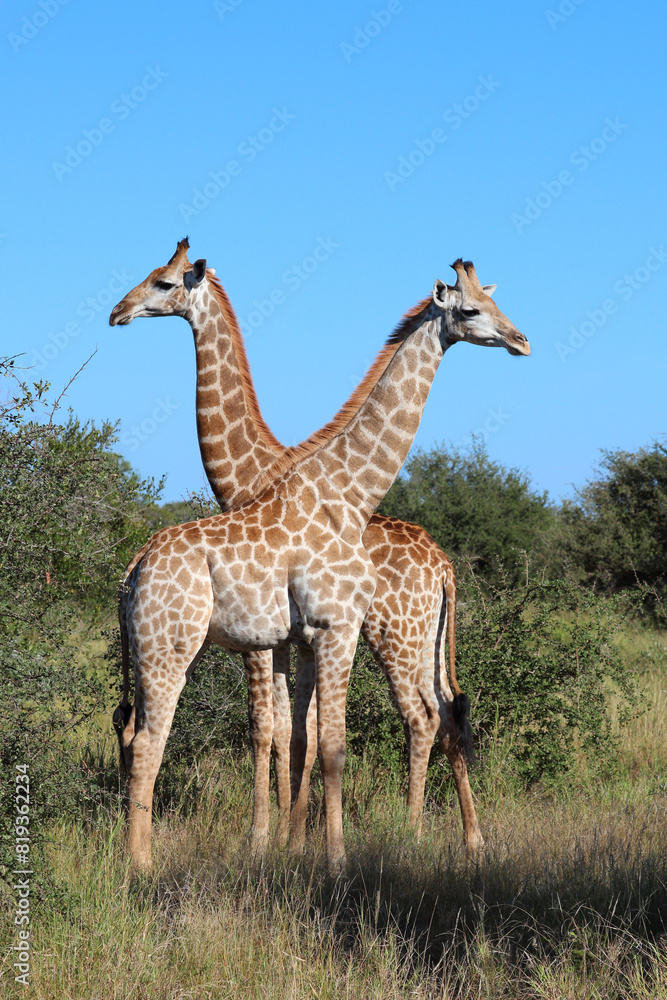 Giraffe / Giraffe / Giraffa camelopardalis Giraffe / Giraffe / Giraffa camelopardalis