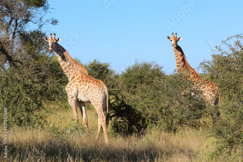 Photography Giraffe / Giraffe / Giraffa camelopardalis