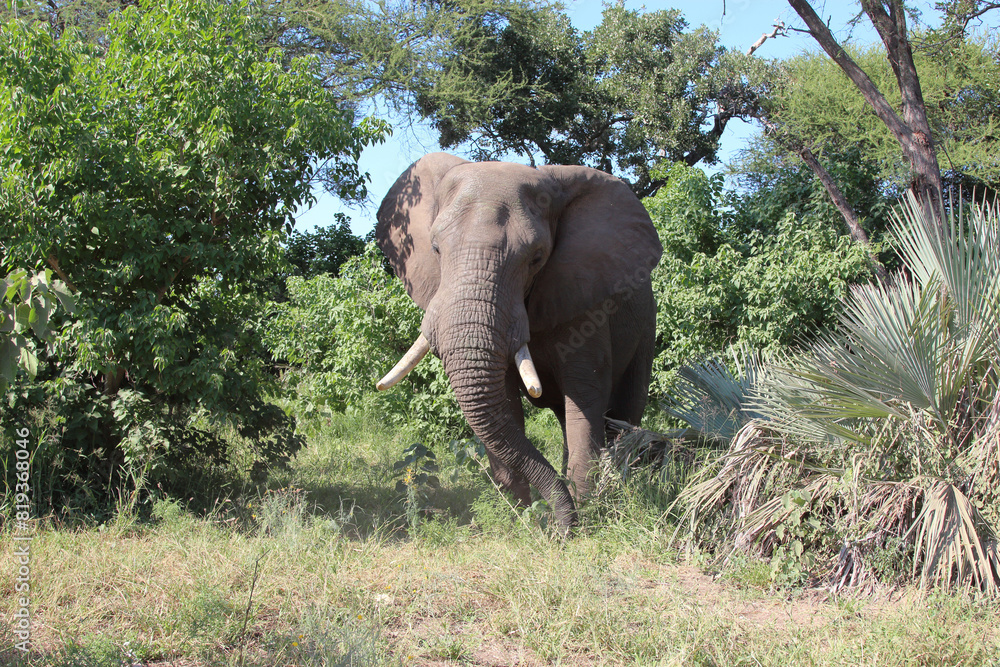 Fototapeta premium Afrikanischer Elefant / African elephant / Loxodonta africana