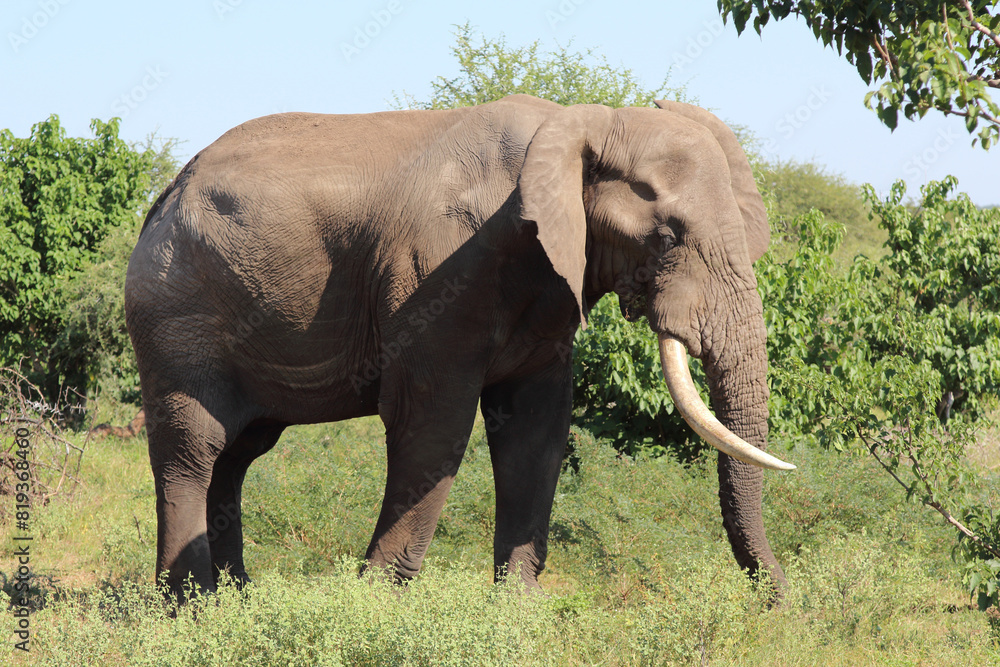 Afrikanischer Elefant / African elephant / Loxodonta africana