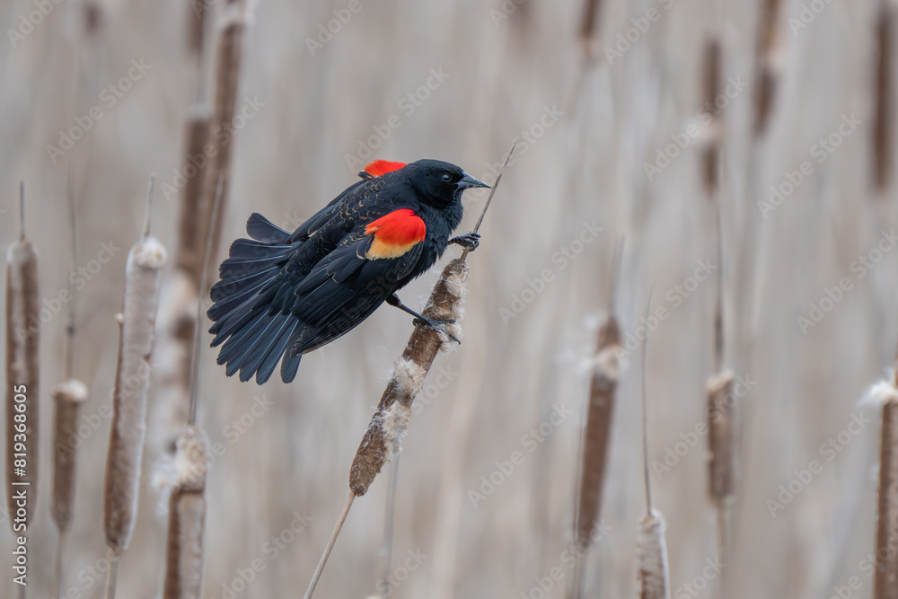 Spectacular Male Red-Winged Blackbird Displays on a Cattail Spectacular Male Red-Winged Blackbird Displays on a Cattail