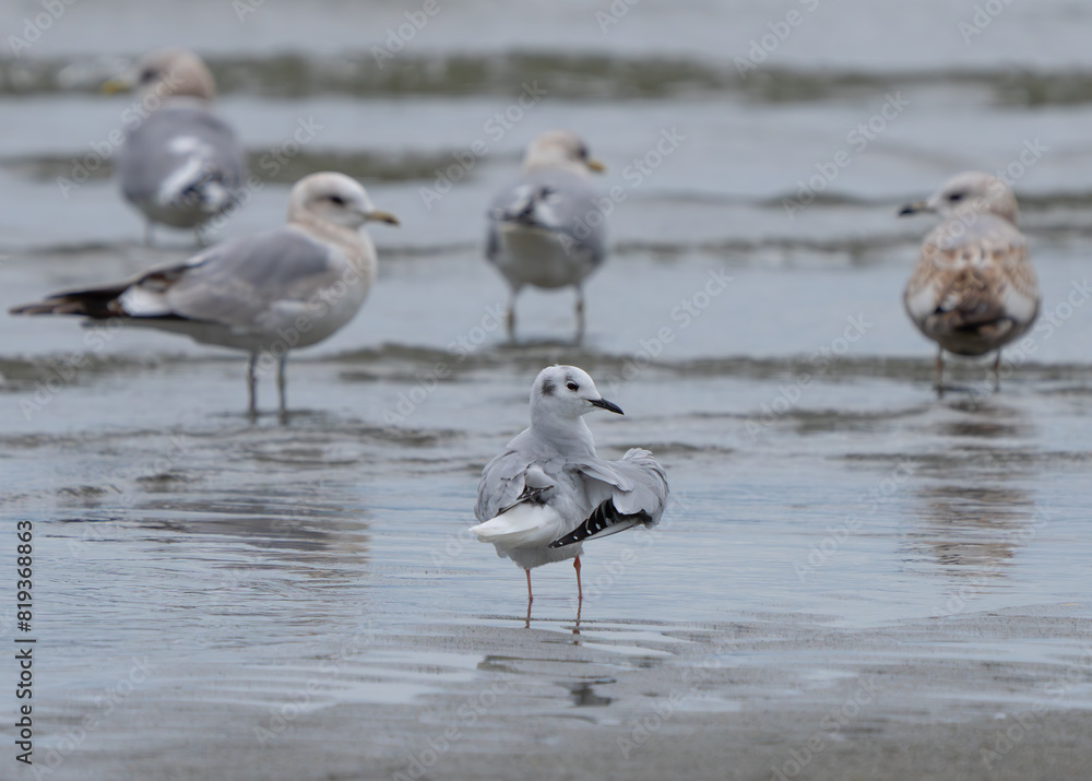 Bonaparte's Gull Wintering on Whidbey Island Washington Bonaparte's Gull Wintering on Whidbey Island Washington