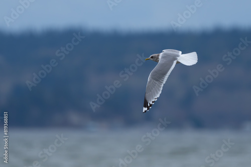 Short-Billed Gull in Graceful Flight