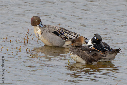 Male Pintail Duck with a Pair of Hooded Mergansers