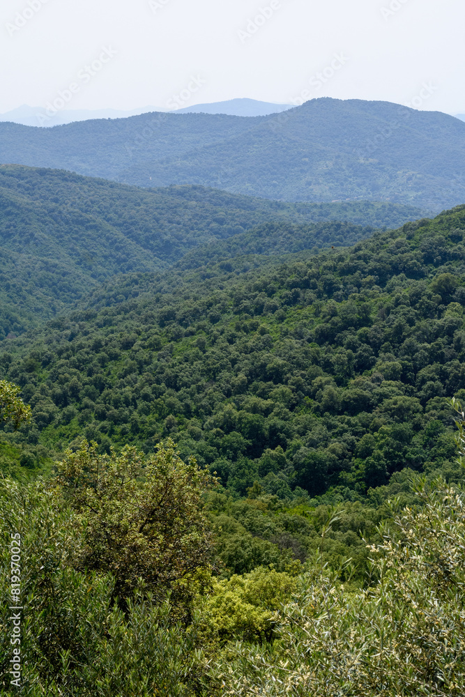 Scenic view of dense forests in Jijel, Algeria Scenic view of dense forests in Jijel, Algeria