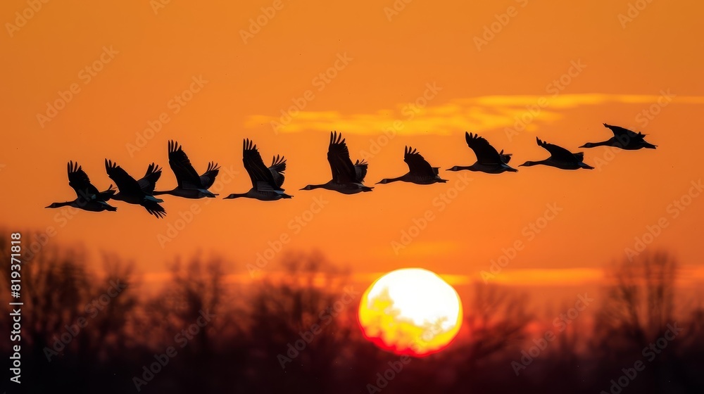 Fototapeta premium A silhouette of a group of birds flying in a Vformation against a bright orange evening sky