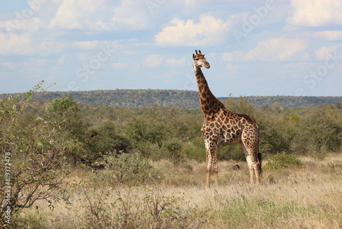 Photography Giraffe / Giraffe / Giraffa camelopardalis