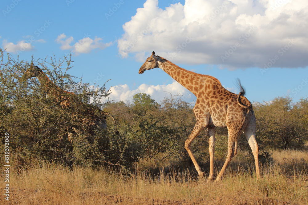 Obraz premium Giraffe / Giraffe / Giraffa camelopardalis