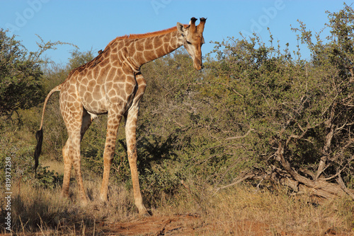 Photography Giraffe / Giraffe / Giraffa camelopardalis