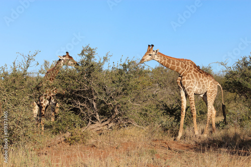 Giraffe   Giraffe   Giraffa camelopardalis